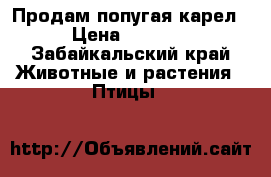 Продам попугая карел › Цена ­ 3 000 - Забайкальский край Животные и растения » Птицы   